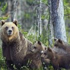 L'orsa Amarena nasconde i 4 cuccioli e assalta il gregge: fuga con la pecora azzannata