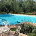 Pesaro, il capriolo si tuffa nella piscina dell'agriturismo