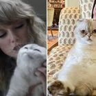 Taylor Swift, la sua gattina Olivia ha un patrimonio di 97 milioni di dollari. Secondo Forbes (però) non è l'animale più ricco del mondo