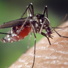 Zanzare in anticipo e rischio contagi in aumento, l'Italia teme la Dengue dopo un caso sospetto a Busto Arsizio: i consigli dell'esperto