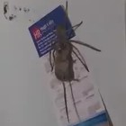 Il ragno gigante uccide il topo, poi lo trasporta prima di mangiarlo: orrore sul frigo di casa