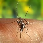 Malattie trasmesse da zanzare, aumentano i casi in Italia