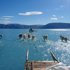 I cani da slitta corrono sull'acqua: la foto simbolo dello scioglimento dei ghiacciai