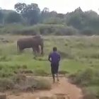 Uomo calpestato e ucciso da un elefante in Sri Lanka: voleva ipnotizzarlo