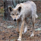 Chernobyl, «i lupi selvatici hanno sviluppato capacità resistenti al cancro»: lo studio sul campo
