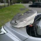 Subacquei contro un torneo di pesca, i partecipanti fanno trovare una testa di squalo sull'auto: choc in Australia