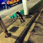 Il cane veglia il padrone investito e ucciso da un'ambulanza mentre lo portava a fare la passeggiata: la foto dell'amore incondizionato
