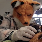 Veterinaria si maschera da volpe per allattare un cucciolo rimasto orfano: il metodo innovativo per salvare gli animali