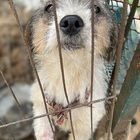 Cento cani salvati dalla macellazione in un allevamento illegale coreano. Le drammatiche immagini