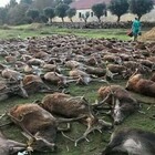 Massacrati 540 cervi e cinghiali in una zona di caccia