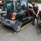 Il fiuto del cane antidroga fa arrestare trafficante
Il fiuto del cane antidroga fa arrestare trafficante