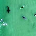 Squalo bianco nuota in mezzo ai surfisti in Sudafrica. Video