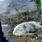 Gettò una cagnolina nel canile causandone la morte: colpevole, 8 mesi di carcere