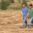 Cavallette in Sardegna, Coldiretti: «Chiediamo un piano agricolo serio»