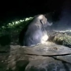 India, elefantino cade dentro una buca
