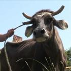 Referendum in Svizzera sulle corna delle mucche: si vota domenica 25 novembre