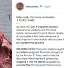 Elisabetta Canalis contro la strage di balene: «In Islanda ne hanno uccisa una incinta e nascosto il feto»