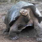 Tartaruga gigante, nuova specie scoperta alle Galapagos grazie al DNA