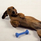 immagine Blue Monday, oggi è il giorno più triste dell'anno? Portate il cane in ufficio