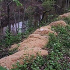 Il mistero della pasta cotta abbandonata nel bosco: centinaia di chili trovati lungo il ruscello