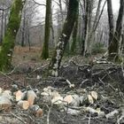 Travolto da un tronco mentre taglia la legna: 52enne muore sotto gli occhi del figlio