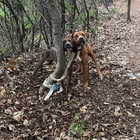 Cani legati a un albero e abbandonati nel bosco, la foto straziante: «Ecco chi li ha lasciati lì»