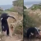 Gianni Morandi, brutta caduta mentre fa jogging con il cane IL VIDEO
