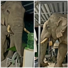Elefante entra in una casa in Thailandia, e non è la prima volta: le incredibili immagini riprese in un video