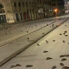 Botti di Capodanno, a Roma è strage di uccelli alla stazione Termini