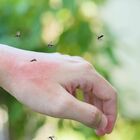 Zanzare, quali repellenti funzionano? 