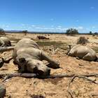 Strage di rinoceronti nella riserva sudafricana: taglia di 100mila rand per trovare i colpevoli.