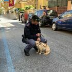 Roma, cagnolina legata a un palo sotto il sole: la piccola «Maggie» adottata dalla polizia