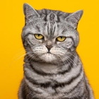 Il gatto ha 276 espressioni facciali: la scoperta rivoluzionaria dalla California