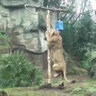 Così il leone conquista il cibo al Bioparco di Roma