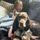 Bambina scomparsa trovata a 5 chilometri da casa: addormentata addosso al suo cane mentre l'altro le fa da guardia