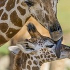 Kumi, baby giraffa di 5 mesi condannata all'eutanasia dai veterinari dello zoo di San Diego