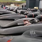 Novanta balene massacrate alle Faroe. Sea Shepherd: «Trucidate sotto gli occhi dei bambini»