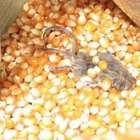 Il topo nel sacchetto di mais
