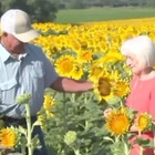 Nozze d'oro, il marito le regala un campo con 1,2 milioni di girasoli (piantati solo per lei): «Sono i suoi preferiti»