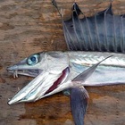 Pesci cannibali degli abissi lunghi più di 2 metri avvistati sulla costa, il fenomeno che gli scienziati non sanno spiegare