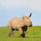 Benvenuto a Benja, il cucciolo di rinoceronte bianco nato nello zoo a nord di Londra: «Solo 16mila rimasti in natura»
