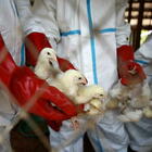 Influenza aviaria, scatta l'allarme in Europa e Asia