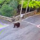 Orso marsicano nel centro del paese: la sua passeggiata diventa virale VIDEO