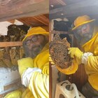 Trovato un nido di api nel muro di un'abitazione 