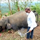 Strage di elefanti in India, 18 esemplari trovati morti in circostanze misteriose: «Probabile avvelenamento»
