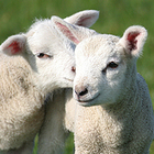 Napoli, la svolta di Pasqua: niente agnelli nelle macellerie