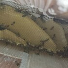 Trovate 45 mila api nel muro di una villa 