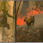 Donna si tuffa tra le fiamme per salvare un koala dall'incendio: il video fa il giro del mondo