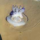 Allarme meduse spiaggiate sul litorale. Gli esperti «Non sono pericolose»