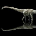 Scoperto il dinosauro più lungo della storia: "Golia" il Supersauro del Colorado: oltre 42 metri dal muso alla coda
